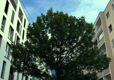 Zollerstraße