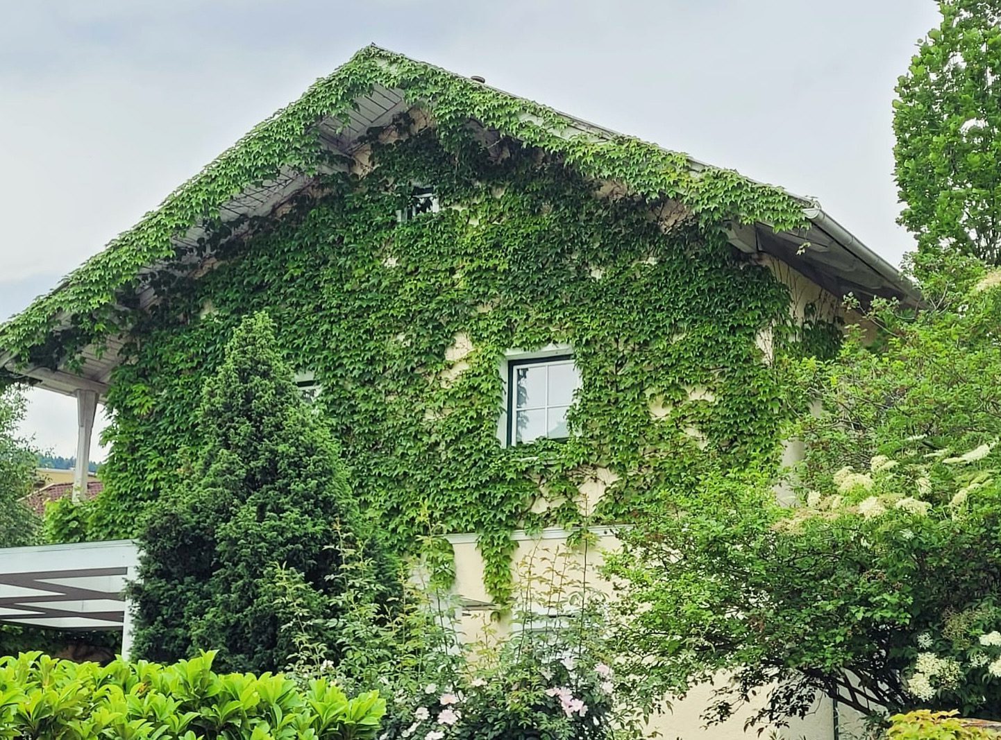 Efeuhaus Pradl