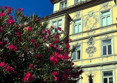 Bepflanzung Maria Theresien Straße