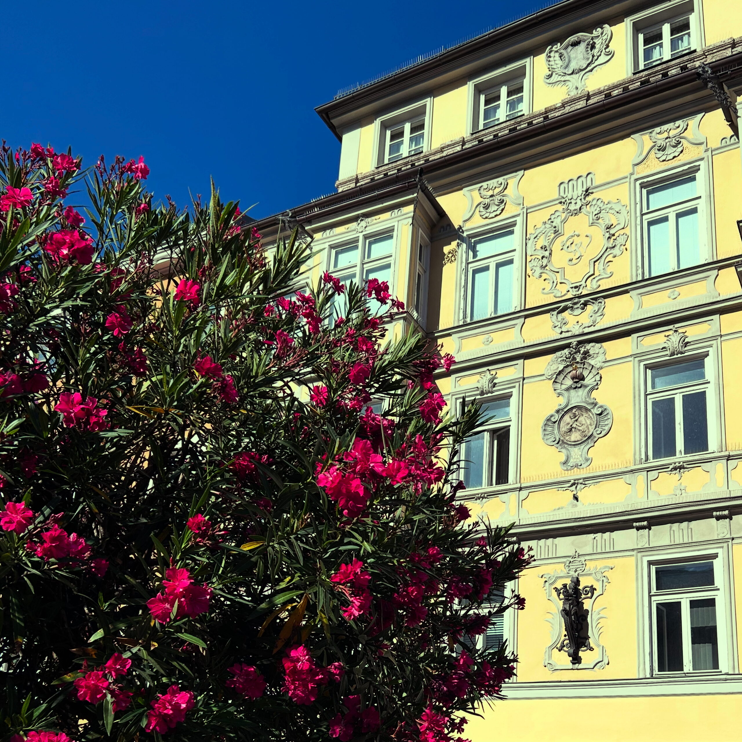 Bepflanzung Maria Theresien Straße 