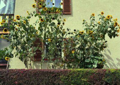 Sonnenblumen Nordkettenstraße