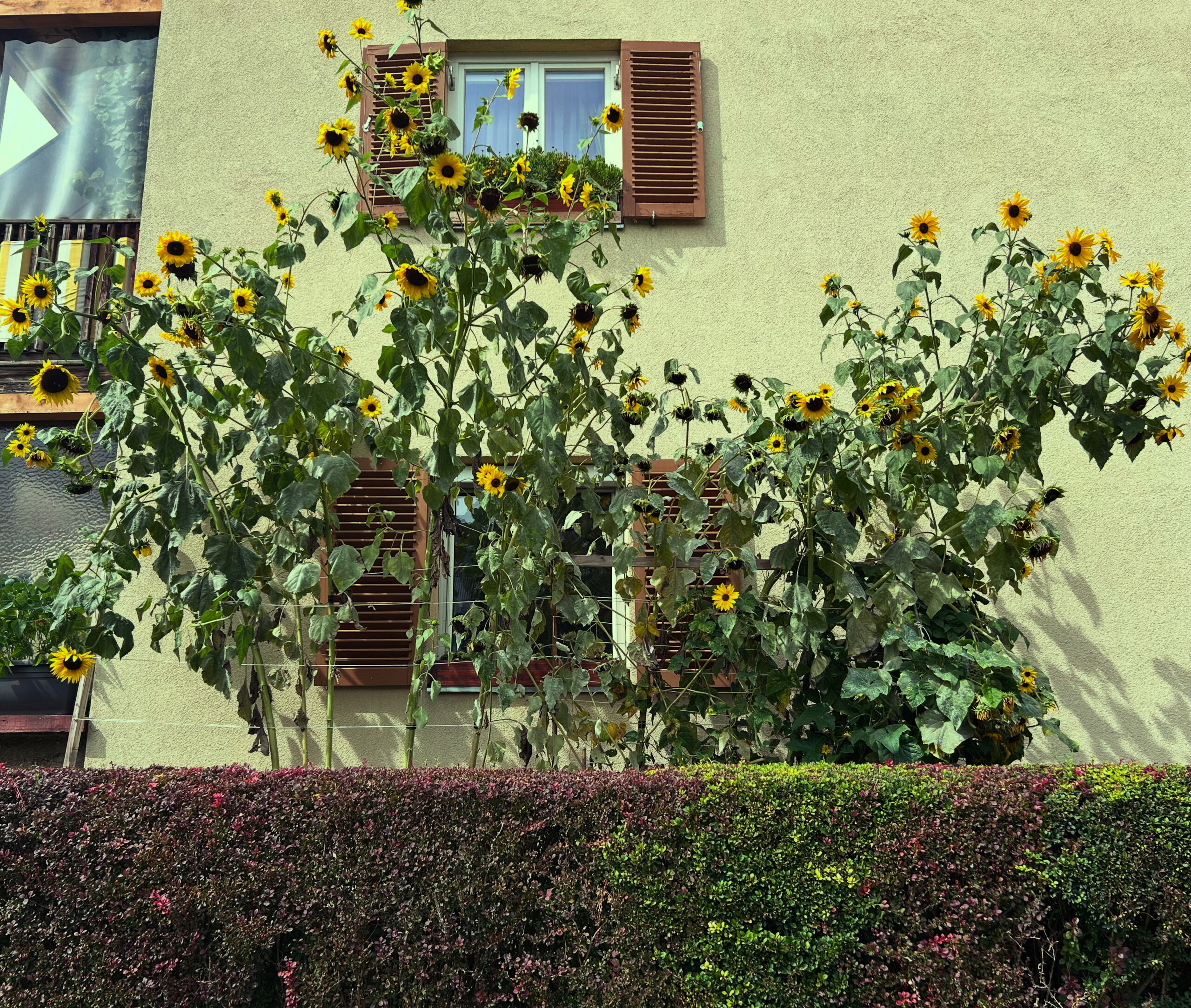 Sonnenblumen Nordkettenstraße