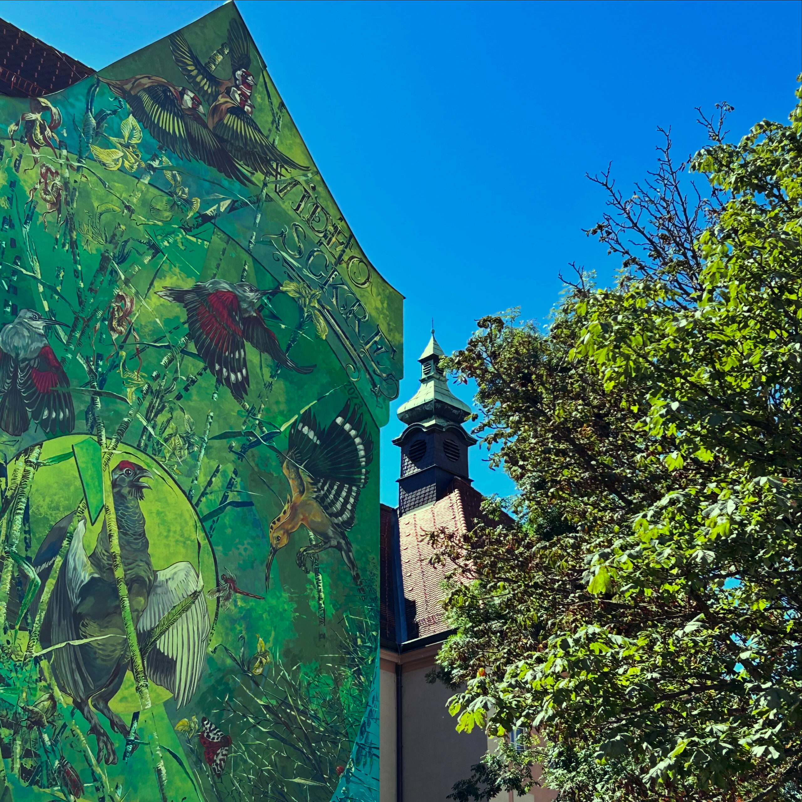 Graffiti Vögel Maximilianstraße