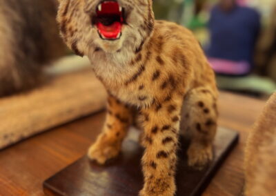 Babyluchs Alpenzoo