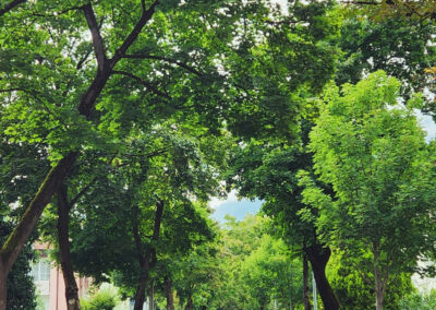Allee im Saggen