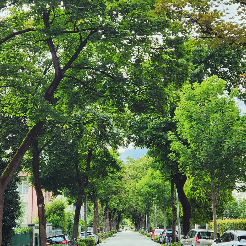 Allee im Saggen Allee im Saggen