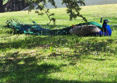 Pfau Schloss Ambras