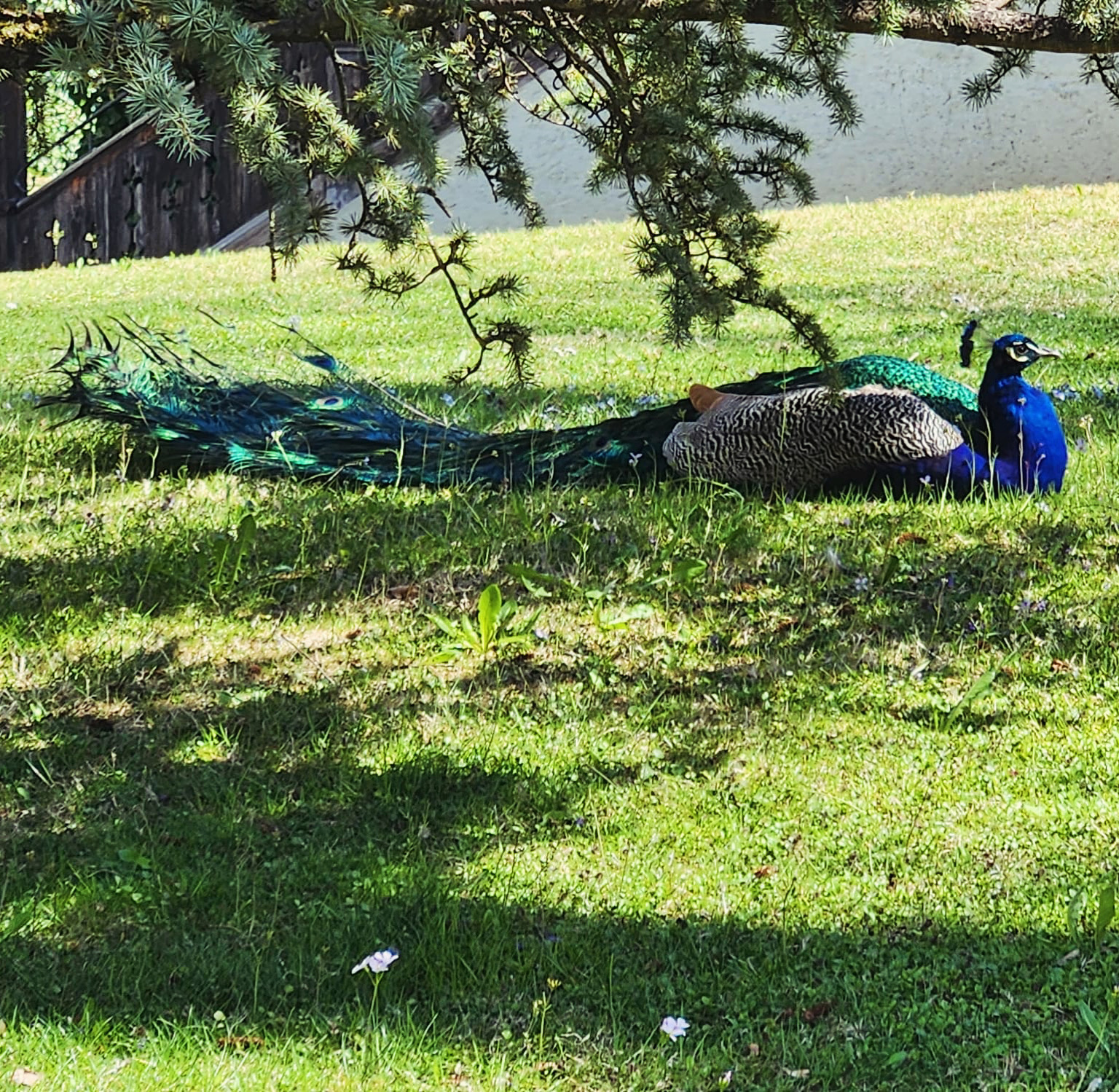 Pfau Schloss Ambras Pfau Schloss Ambras