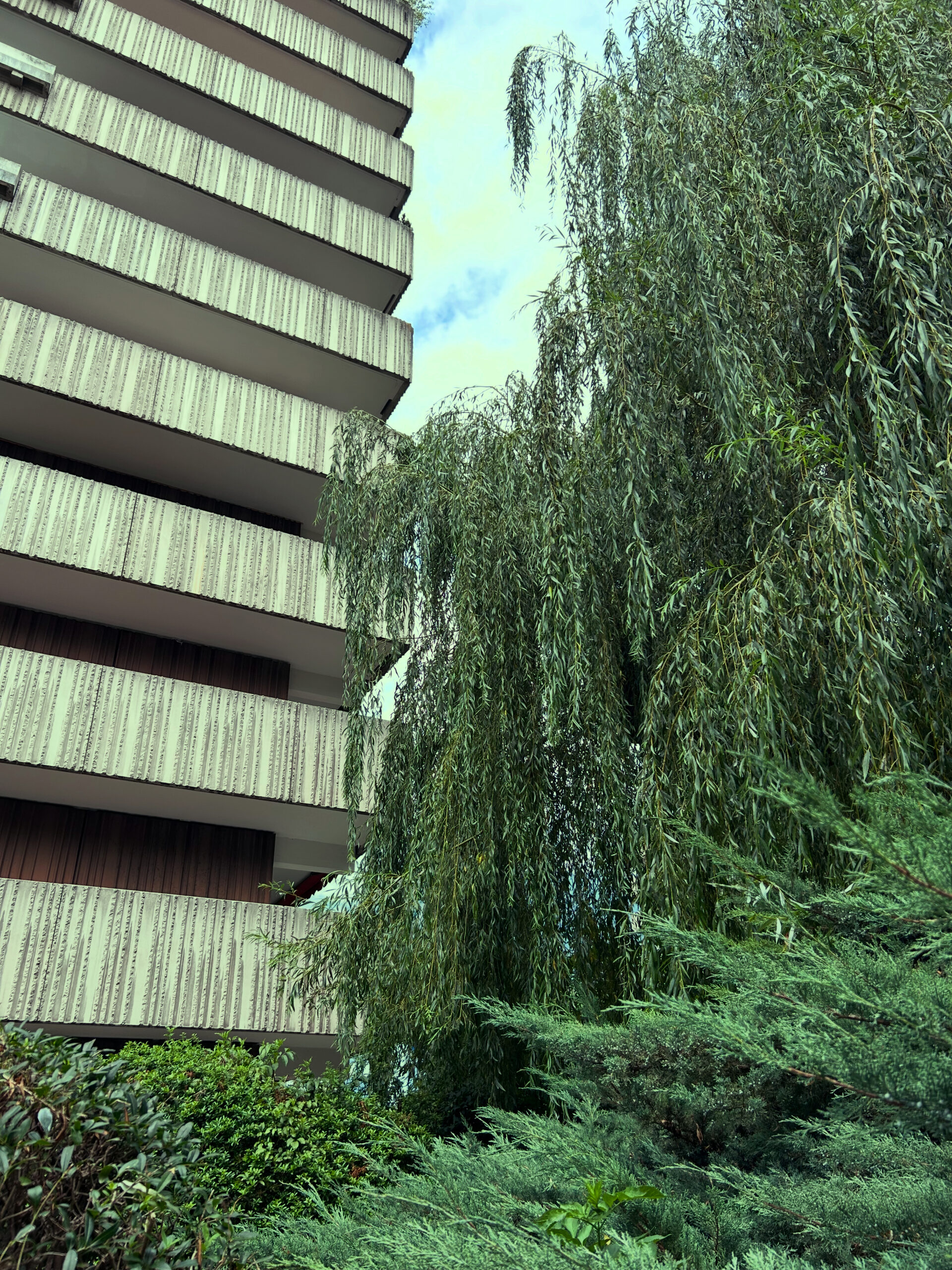 765F9D18-CC23-4E66-9934-DC230121796A Mariahilfpark mit Baum