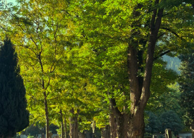 Hauptweg Westfriedhof Wilten
